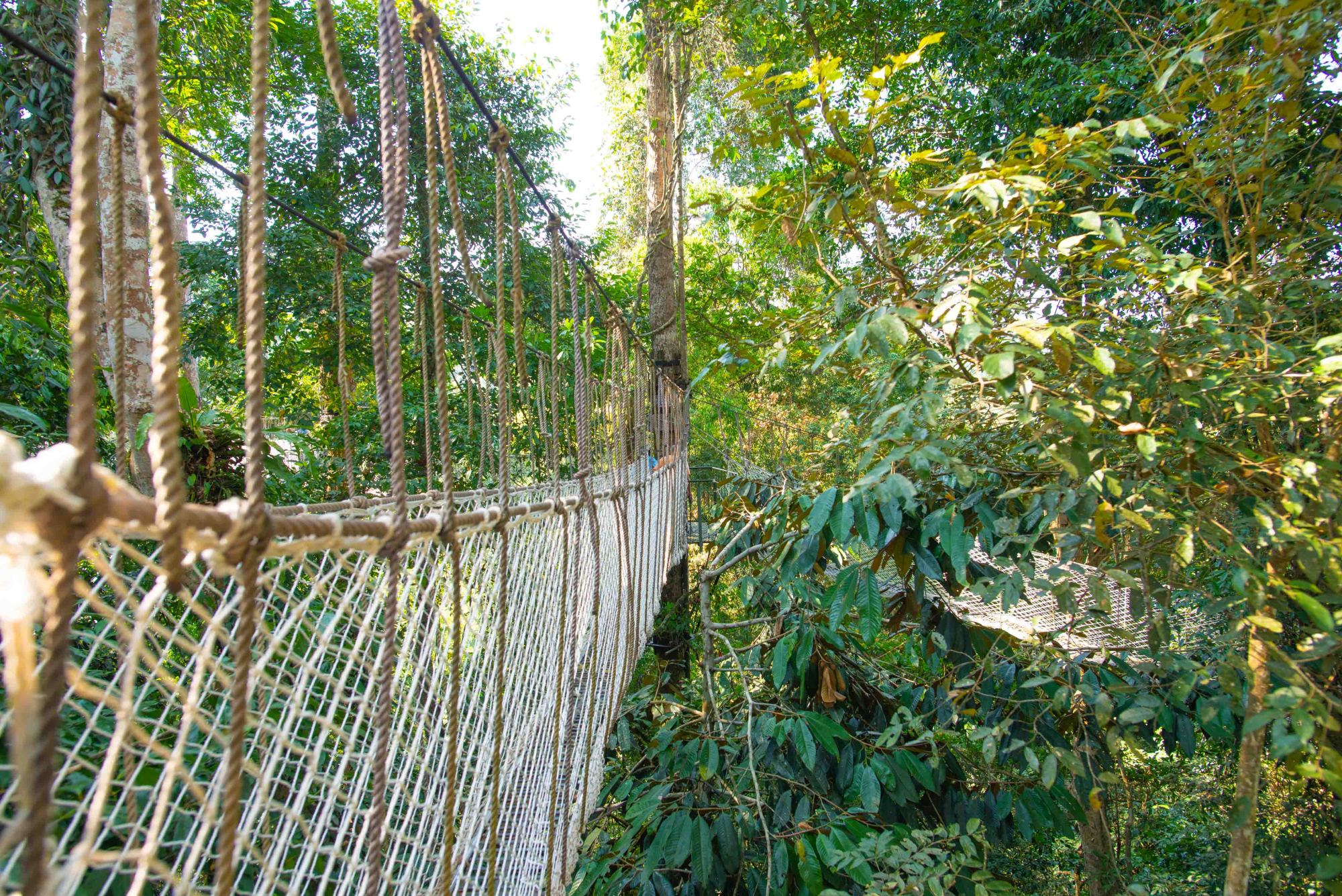 西双版纳这个景点藏着世界第一高的空中树冠走廊拥有20年历史