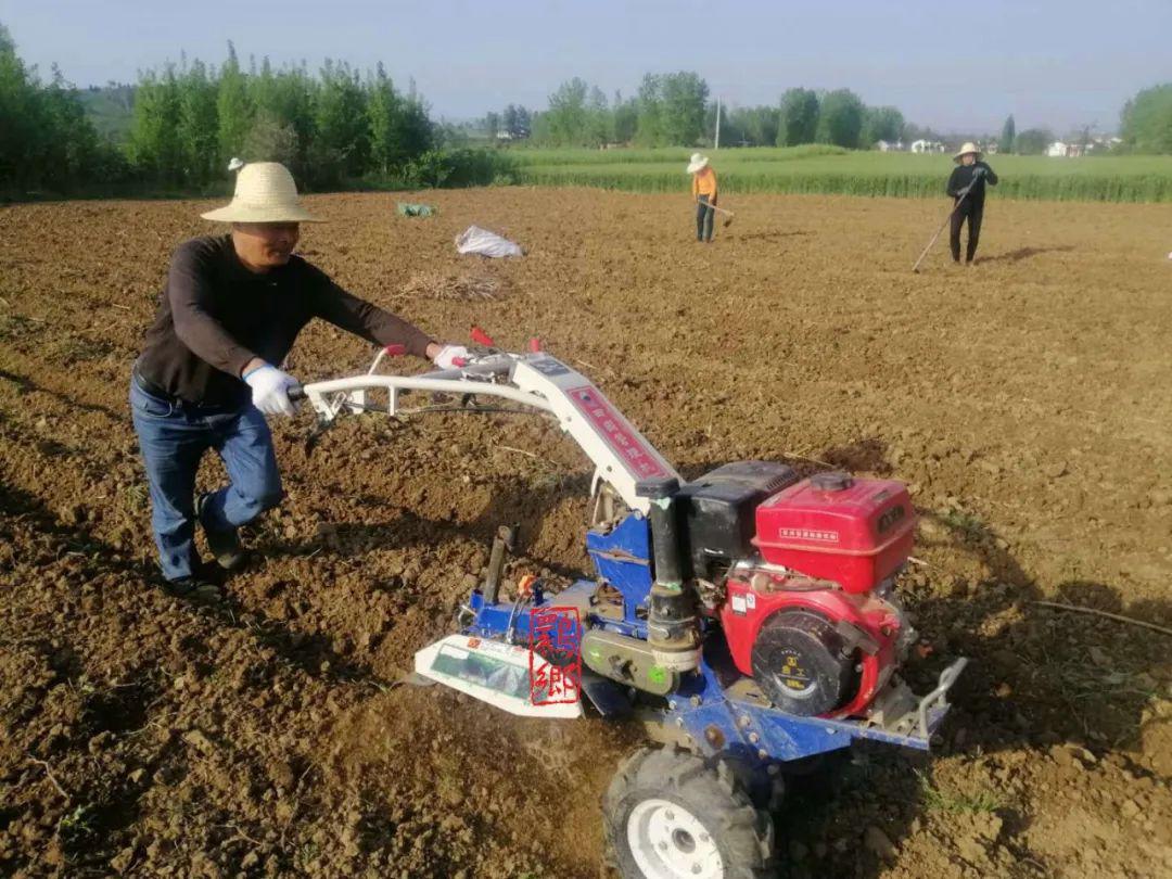 李芝平做日工的地方,是洋县洋县戚氏街道办五郎庙村青储饲料生产大王