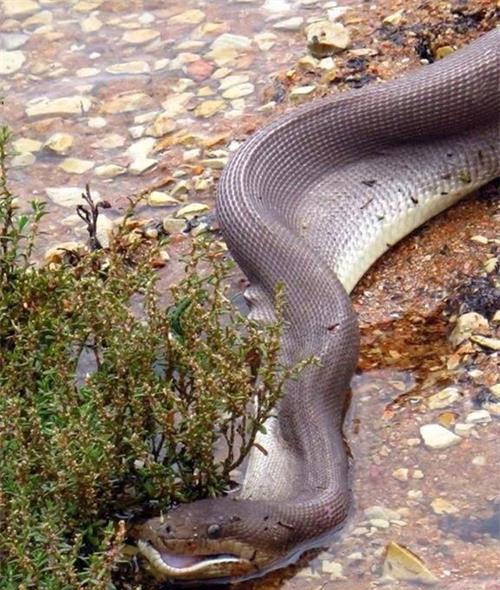 实拍澳大利亚巨蟒生吞鳄鱼[组图]