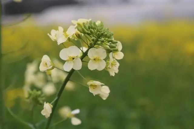 五彩油菜花帶你走進油菜花的魔法世界_花瓣