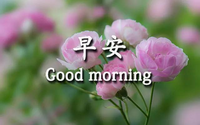 清晨问候大家早上好美图2020清晨祝福早上好问候语温馨语录