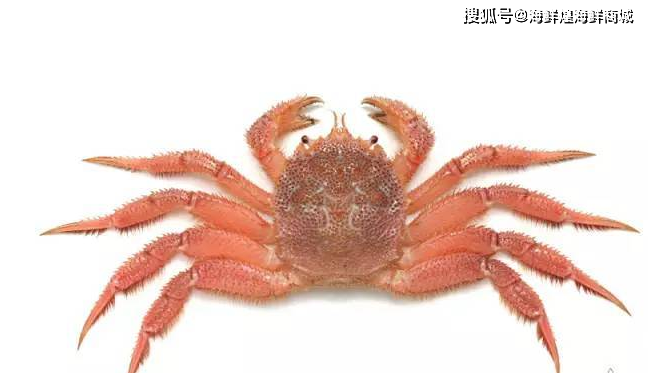 1.2 栗蟹--只有我觉得自己像枚栗子吗?