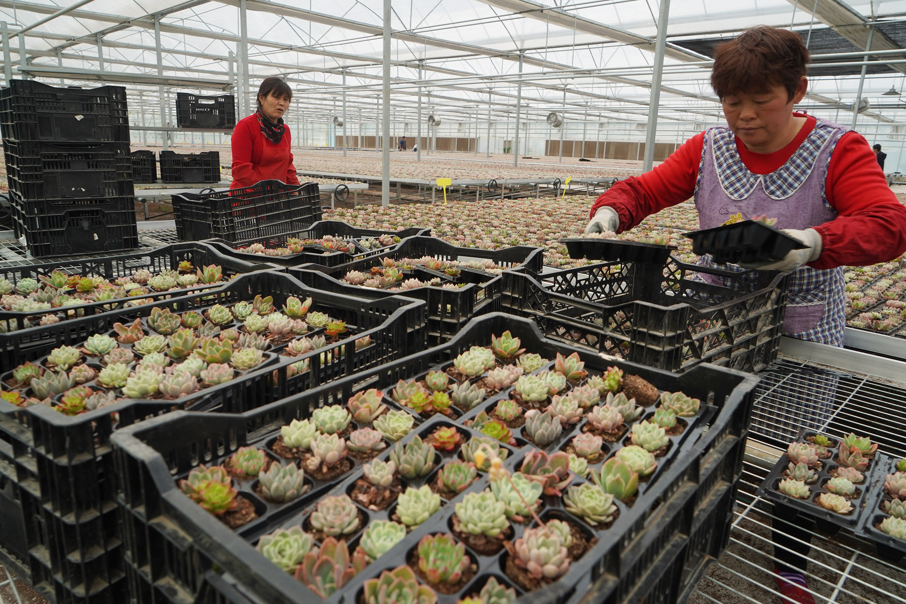 采用公司 农业工人模式,打造多肉植物盆栽生产基地和休闲旅游基地