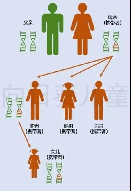 陈奇一家tp53基因突变的遗传轨迹在少数情况下,致病的基因突变不是从