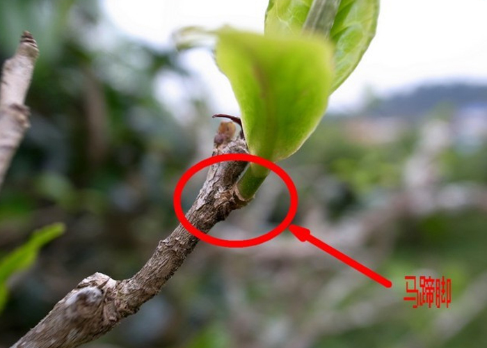 普洱茶中的"马蹄脚"您了解多少?_茶叶