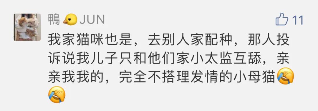 我家两只公猫，为什么喜欢呆在男朋友身边？