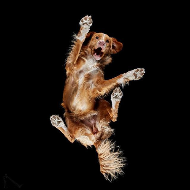 从下面看动物的另类视觉