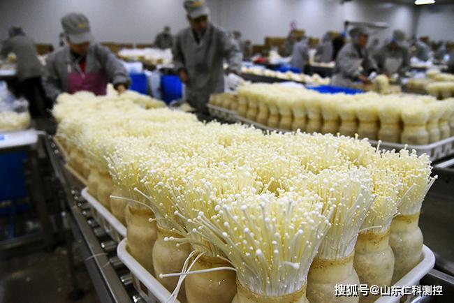 在日常生活中我们常吃到的香菇,平菇,金针菇等10余种基本都是人工种植