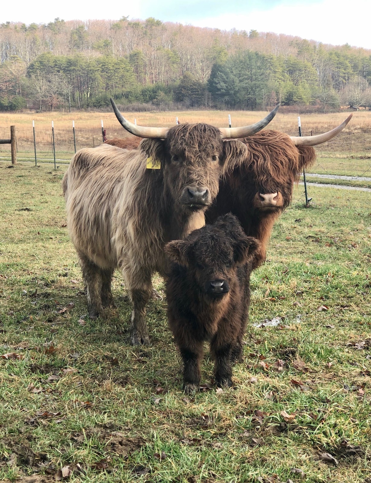 邂逅小尾巴农场的动物