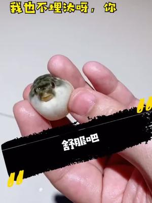 伙伴们你还有寒假么我挺国潮豚哥带你玩狗头豚嫂