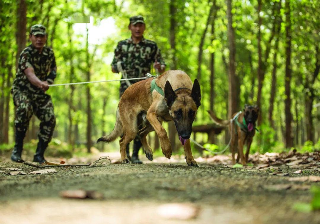 尼泊尔封城使偷猎活动增加野生大象被杀一名偷猎者被击毙