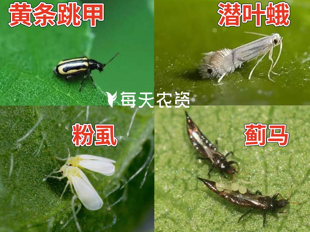 目,纓翅目,鞘翅目,鱗翅目害蟲,比如:蚜蟲,粉蝨,木蝨,薊馬,馬鈴薯甲蟲