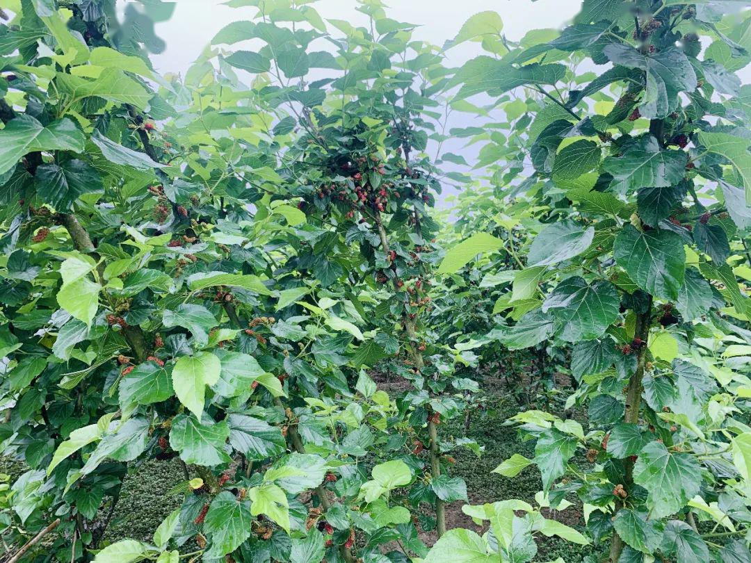 再不来兴文这里采桑葚,就没啦~_桑树