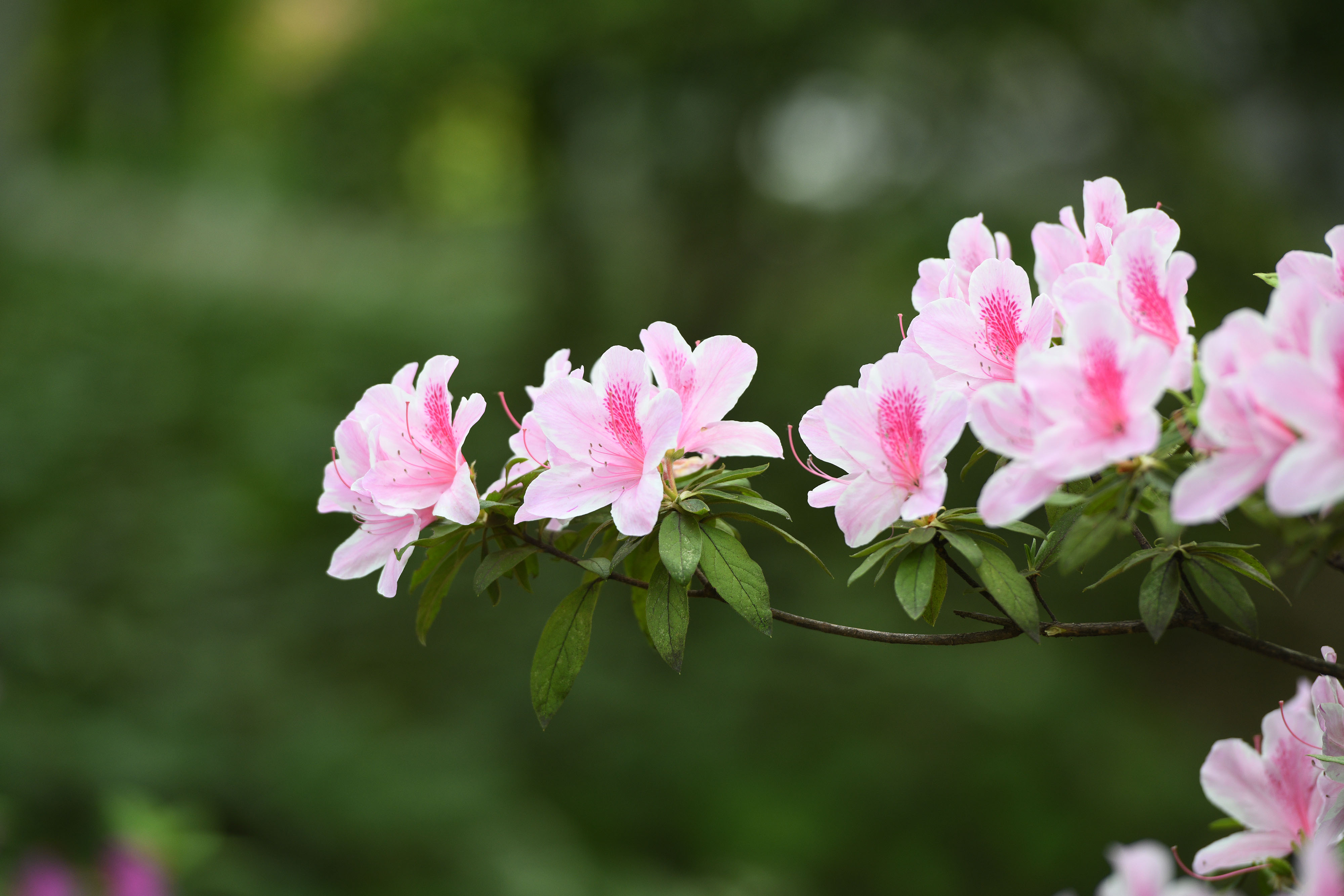 安徽合肥:杜鹃花姹紫嫣红,竞相开放,美极了-搜狐大视野-搜狐新闻