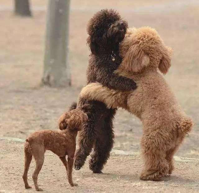 泰迪犬如果会说话,那么一定最想和主人说这5句话,看完泪目了!_狗狗