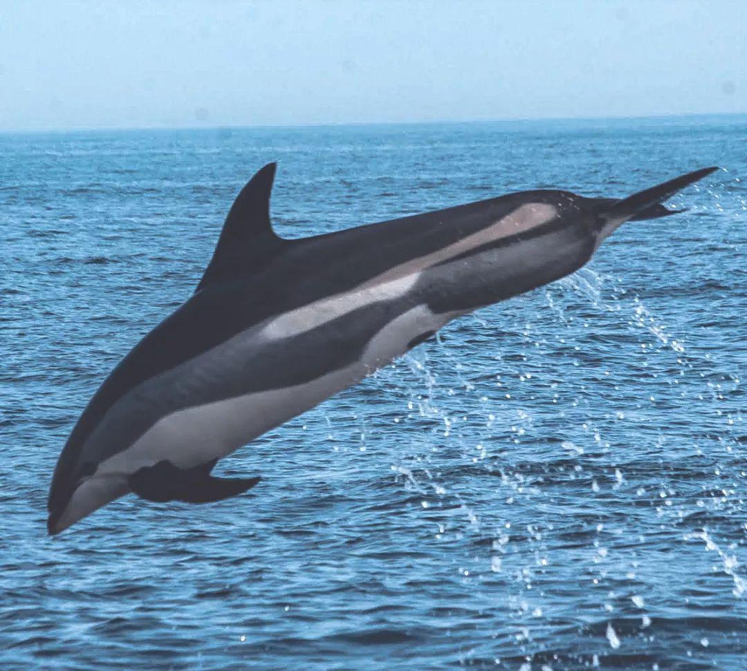 大西洋斑纹海豚比大部分大洋性海豚的体型粗壮潜习性潜大西洋斑纹海豚