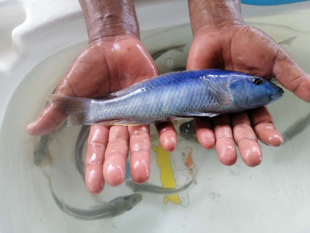 天蓝鳄鱼鲷'酷斯拉'champsochromis caeruleus罗兹马头/流星鲷bucco