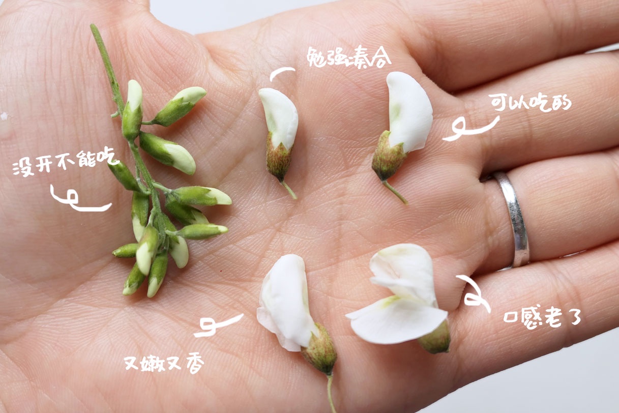 又到槐花季学会这7道美食满树槐花不够吃