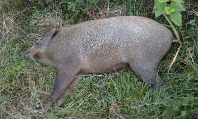 信宜5名男子合伙有钱排人电野猪点知其中一人反被电死