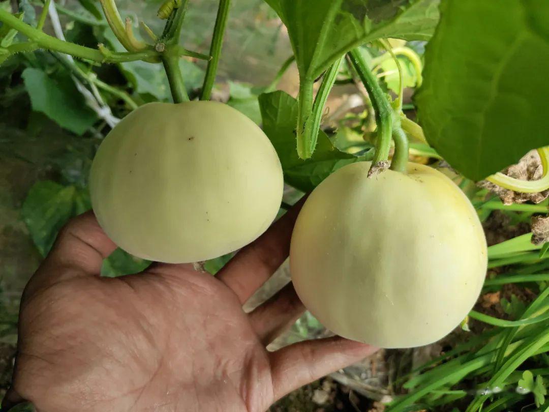 爱莒县自营推荐新鲜采摘甜宝瓜鲜嫩鸭血美味配送到家