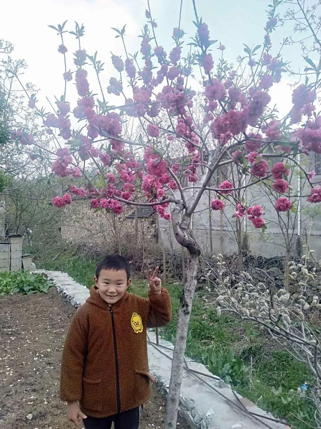 春日征集三月花开四月花繁让我们用镜头定格美好