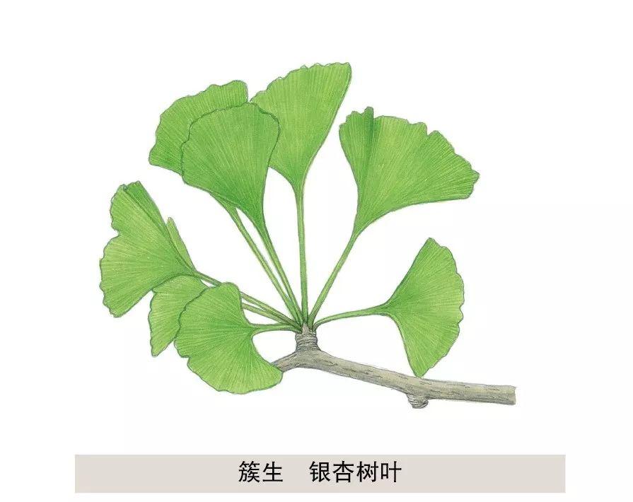 揭秘植物界那些不为人知的小秘密._叶子