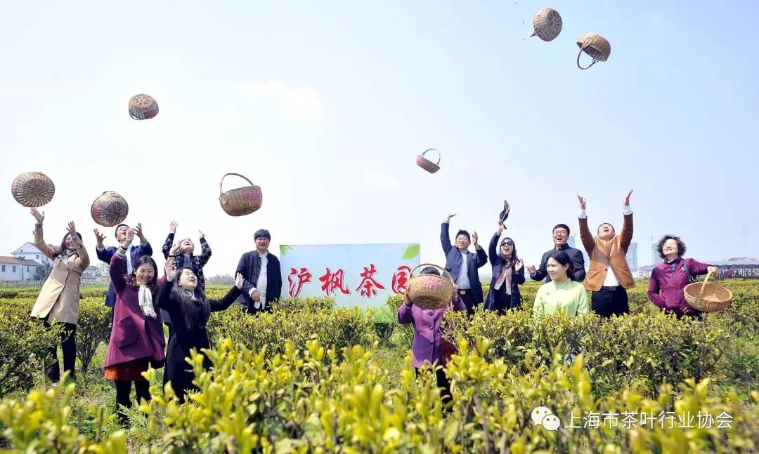 上海茶叶向（上海茶叶连锁） 上海茶叶向（上海茶叶连锁）《上海 茶叶》 茶叶资讯