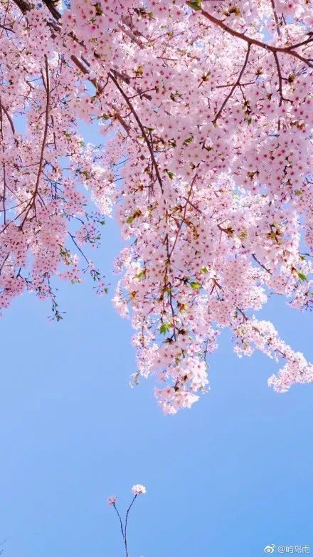 山东开启浪漫模式,这些粉色花海去一次就念念不忘!