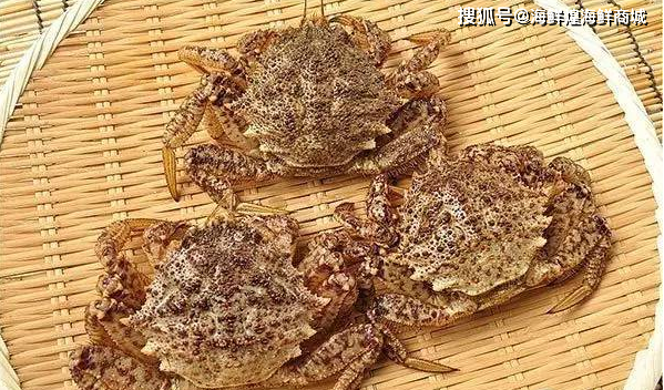 3 棘栗蟹--我是青森县名物哦~姓名:棘栗蟹(トゲクリガニ,togekurigani