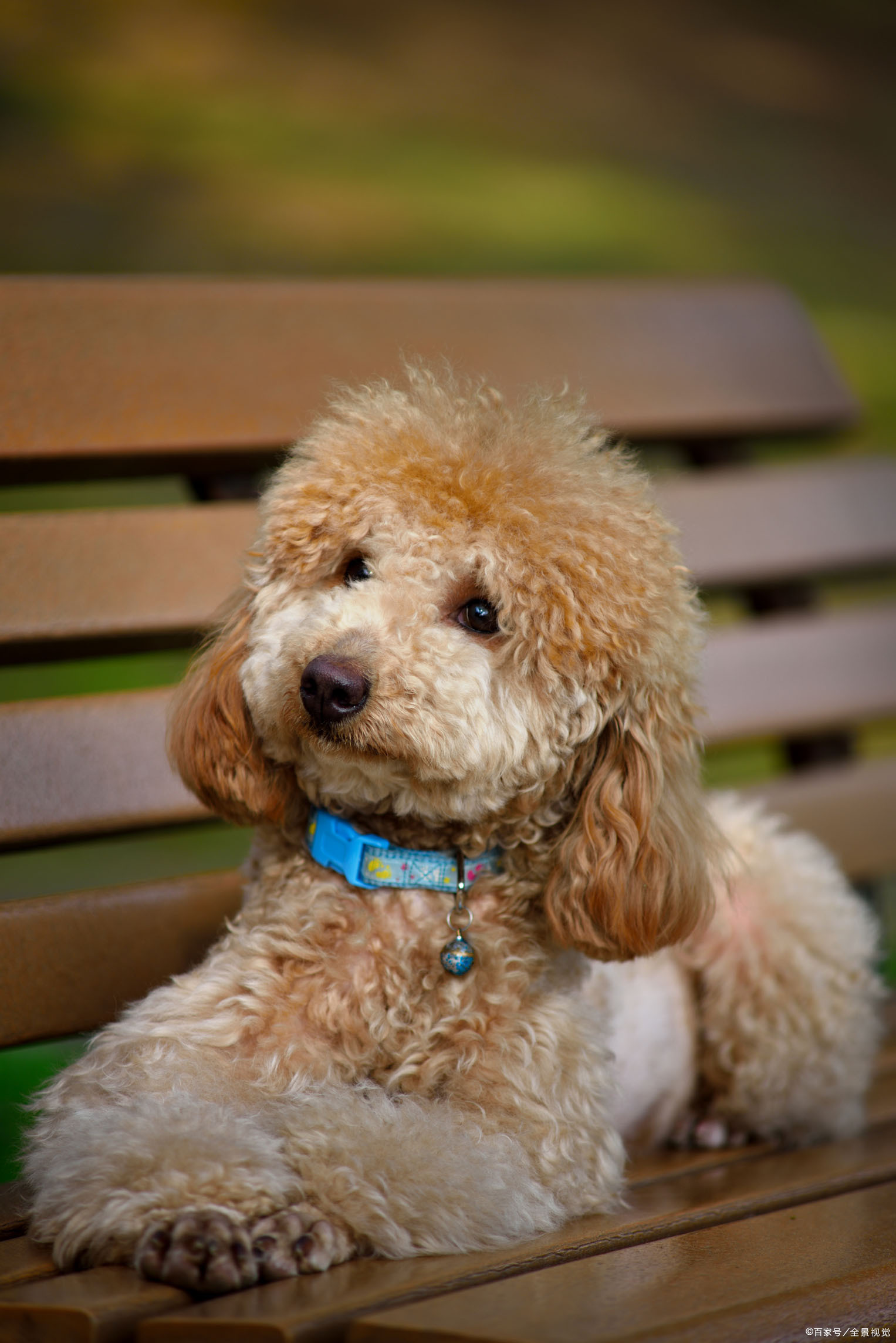 泰迪泰迪全民公敌,泰迪那么招人烦吗,被泰迪砸烂招牌的贵宾犬_狗狗