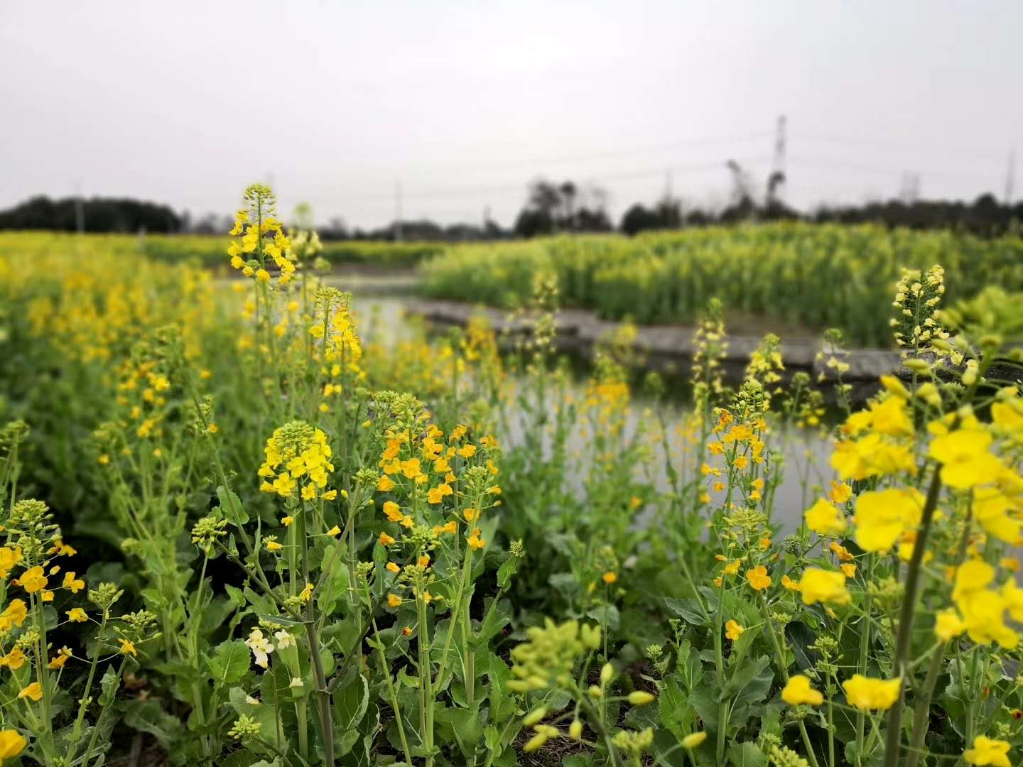 五彩油菜花带你走进油菜花的魔法世界