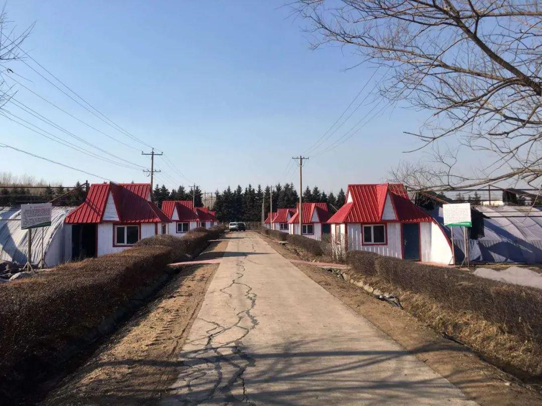 【备耕动态】山河农场有限公司:科学繁育蓝莓苗木增效益_进行