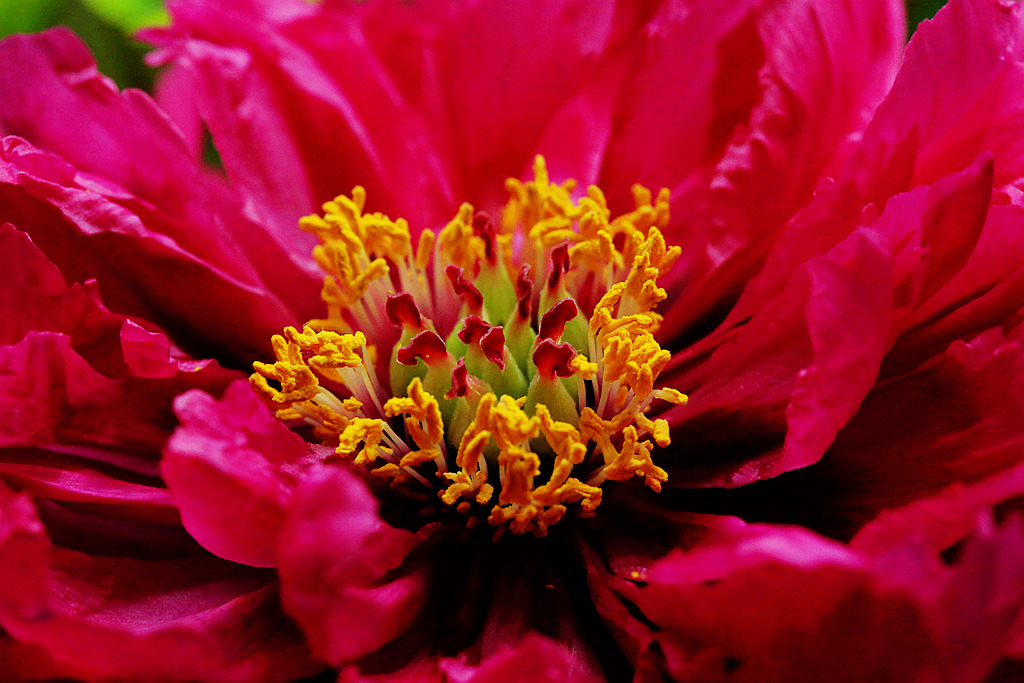 原创:奇形多变的牡丹花芯