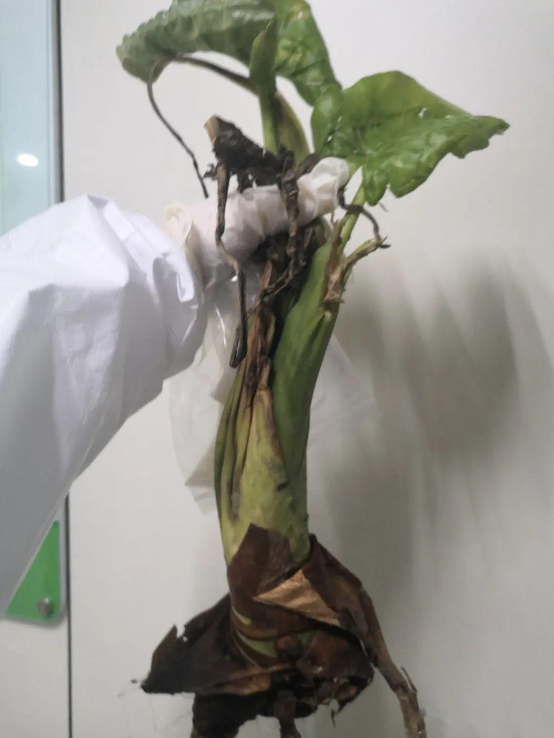 浙江女子咬一口就中毒!严重者可致命!这东西很多人家里有