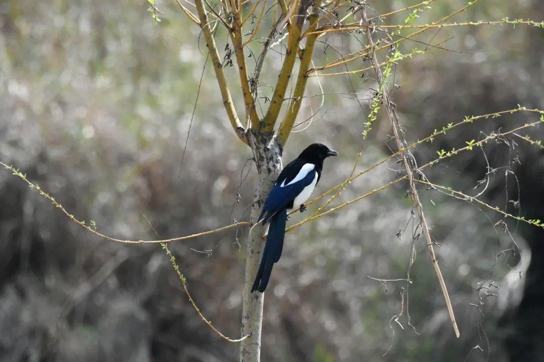 编辑:申莉敏 卫笑语◆图:顾俊 许大才 陆振东 夏惠◆通讯员:沈小静