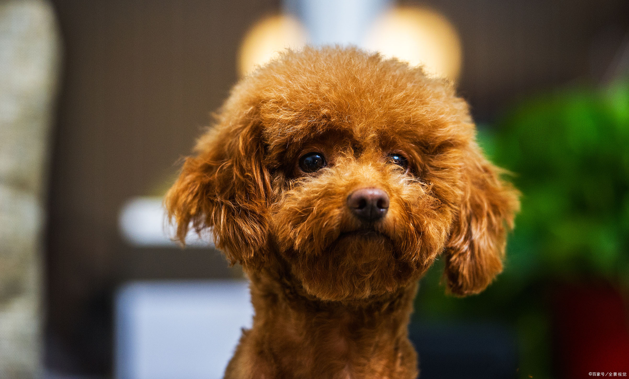 泰迪泰迪全民公敌泰迪那么招人烦吗被泰迪砸烂招牌的贵宾犬