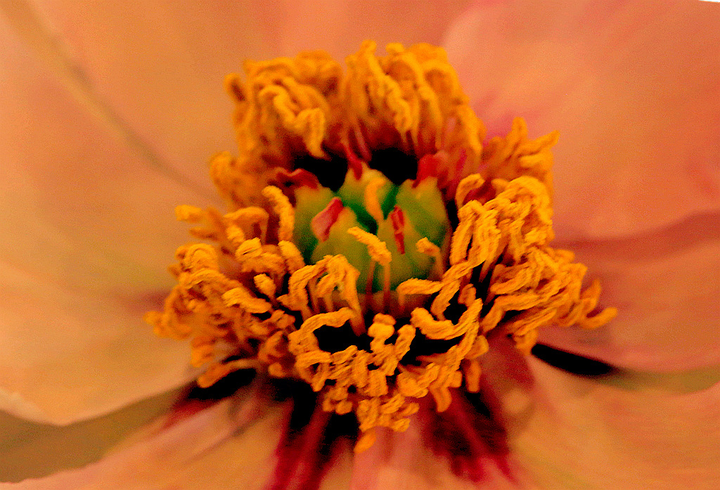 原创:奇形多变的牡丹花芯