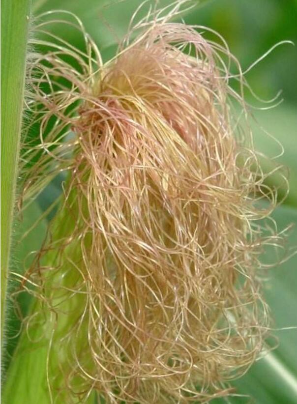 在中医药学上,玉米须归经归膀胱,胆,肝经.性味是