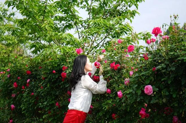 在瀾嶺江花玫瑰園,市民正細嗅玫瑰芬芳,享受浪漫春日.