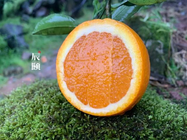 辰颐物语春日里独有的鲜橙秭归伦晚