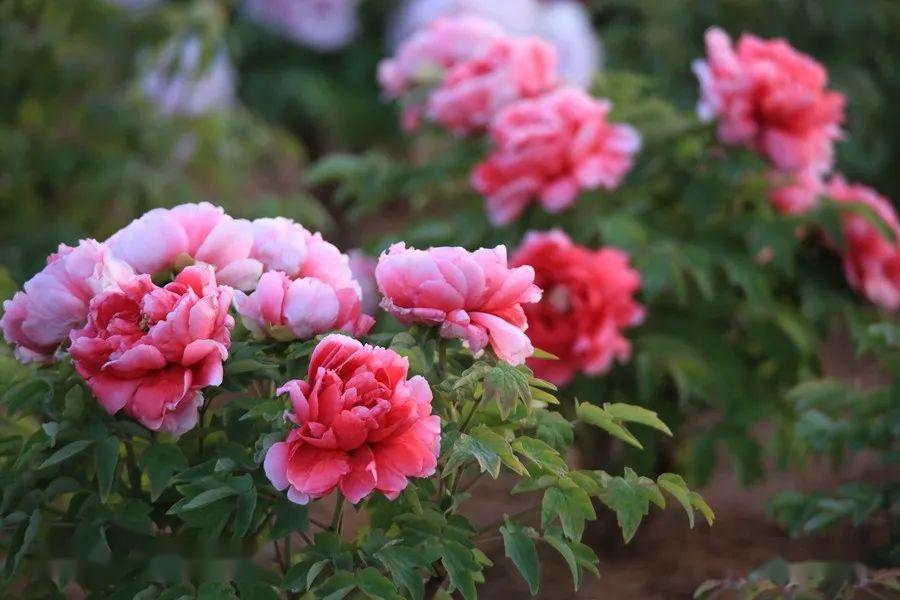 今日看点济宁第一大型牡丹园泗水牡丹真国色雍容华贵正美时