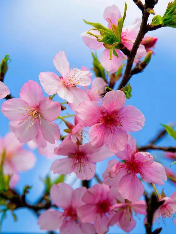 人面不知何处去桃花依旧笑春风