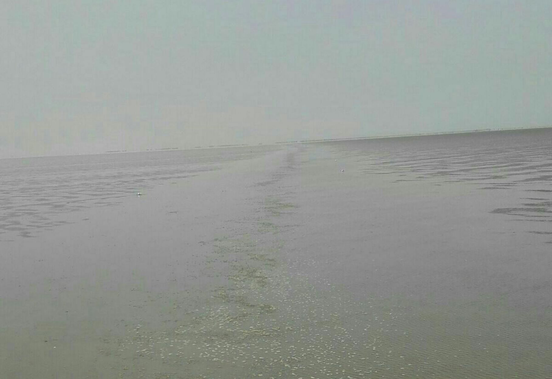 到山东东营的海边溜达溜达滩涂风景别有一番风味