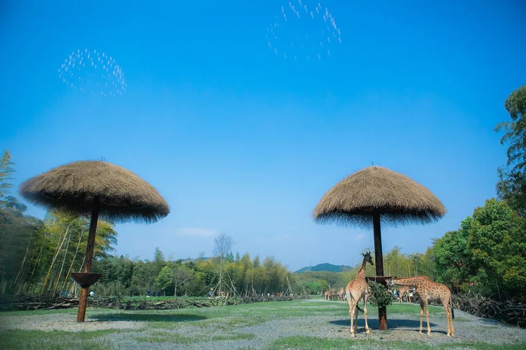 大手牵小手,奇趣乐无穷!长颈鹿庄园亲子游活动圆满成功