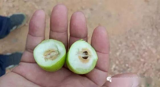 大青枣果个大卖价更高