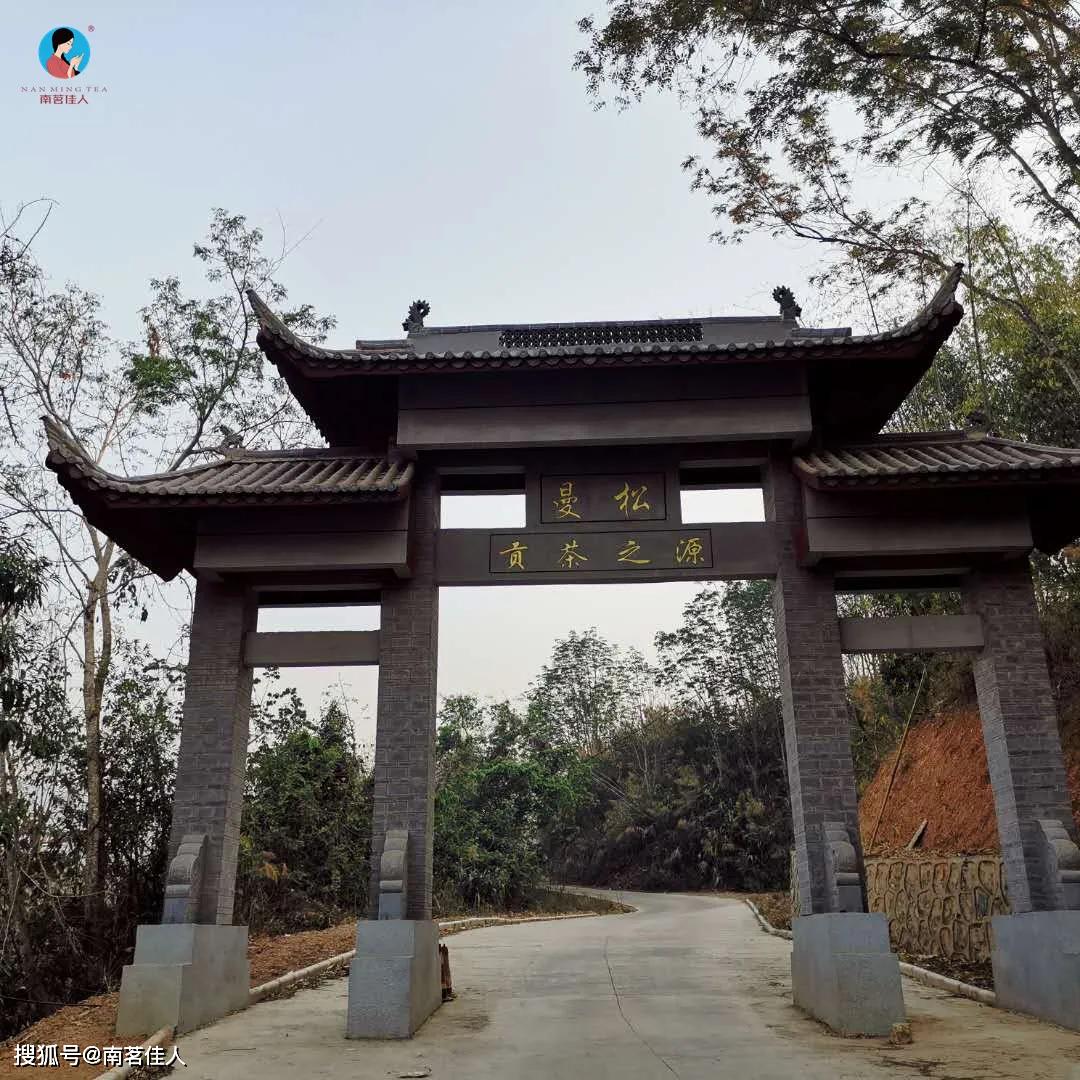 原創茶樹枯死茶芽難發30張實拍圖告訴你今年的曼松茶園情況如何