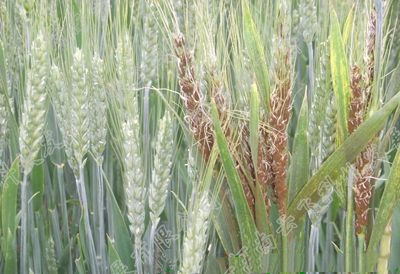 病虫害科普丨小麦黑颖病的危害与防治