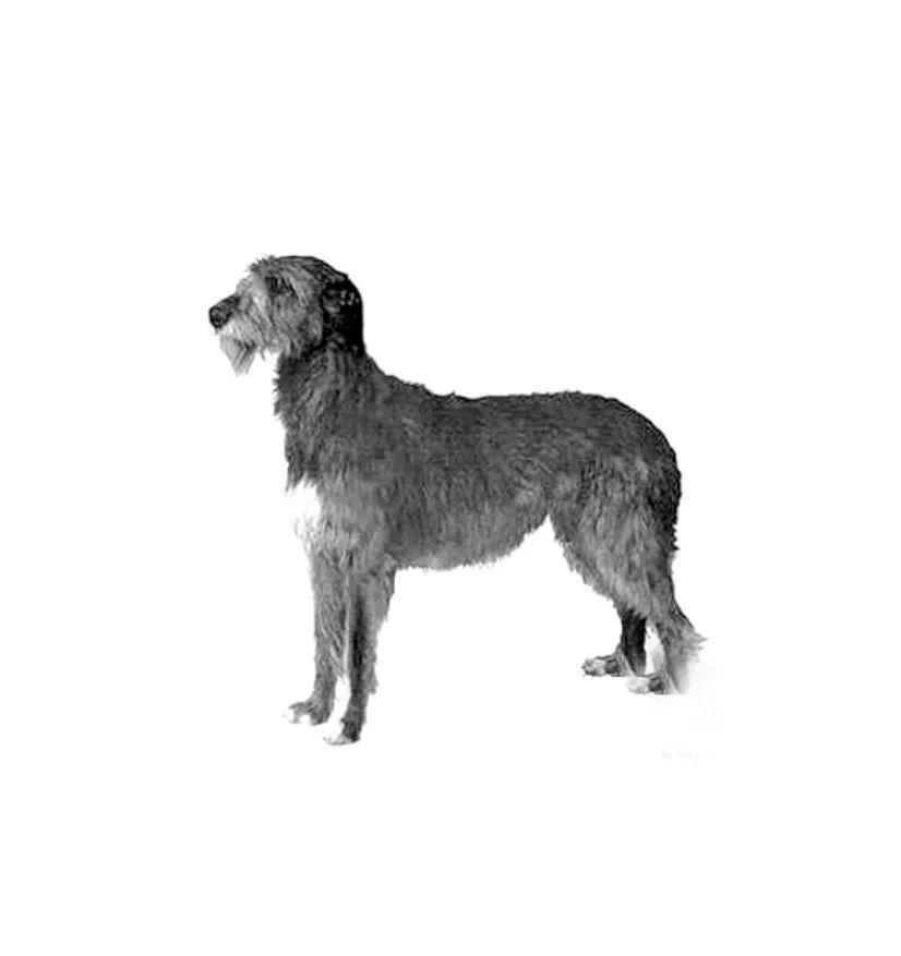 爱尔兰猎犬比利猎犬德国牧羊犬比利牛斯獒犬比利时牧羊犬边境梗比特犬