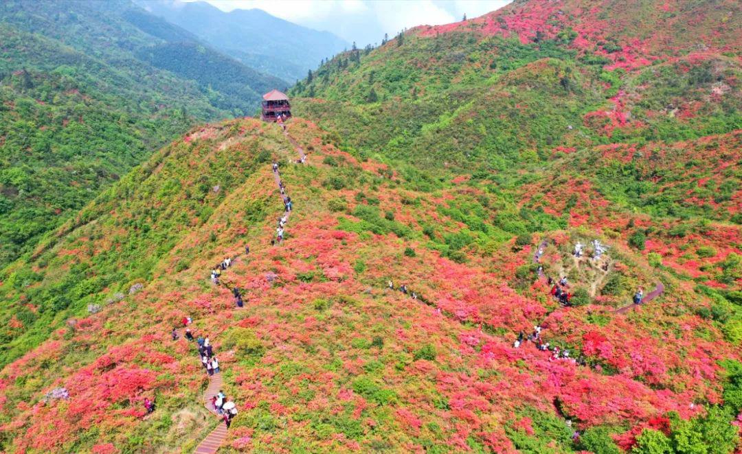 资料图片4月中旬至五月中旬是大围山杜鹃花的最佳观赏季,景区专门修建