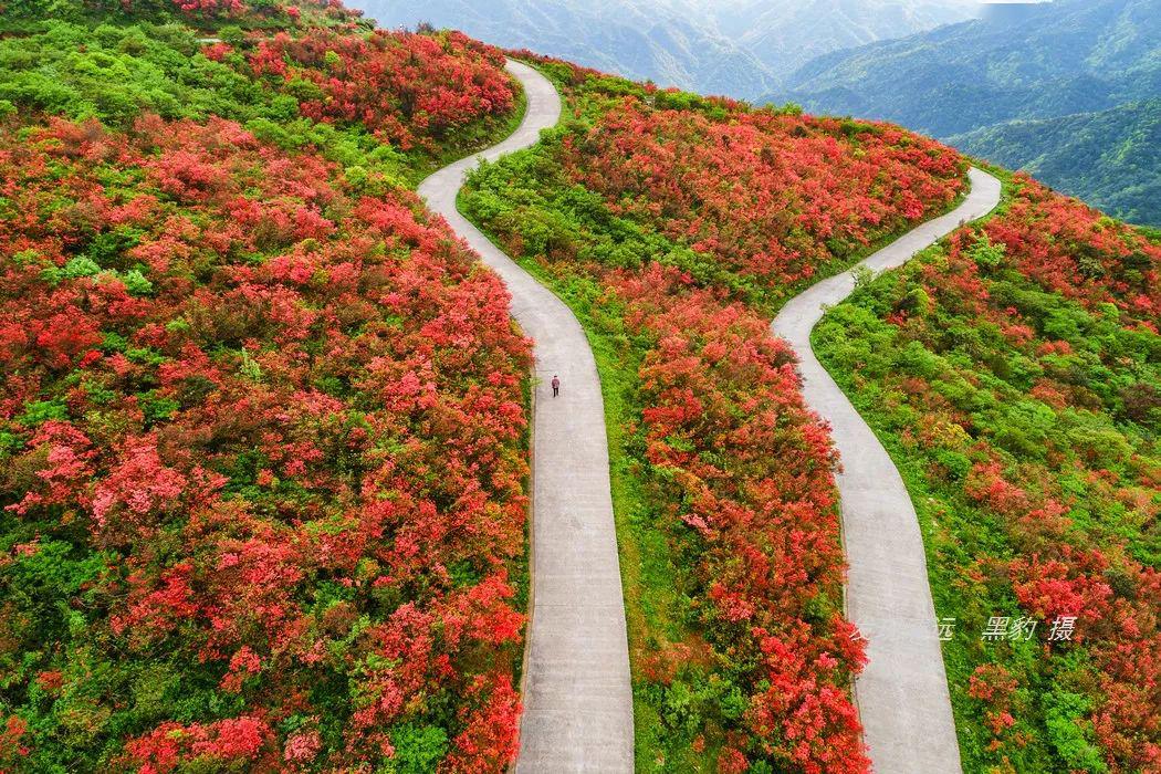 再过十天全国最壮观的映山红花海将迎来盛花期